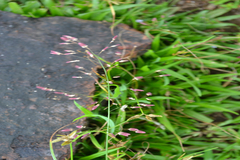 Eragrostis unioloides